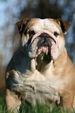 BULLDOG ANGLAIS 153